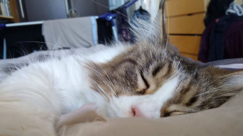 heartoferebor:Sleepyhead. [Image: closeup of white & brown tabby maine coon pretending to be ang