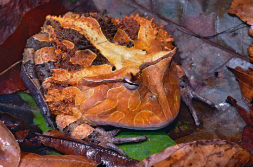frogs-are-awesome: Surinam horned frog (Ceratophrys cornuta) by Bernard DupontCacao, Guyane