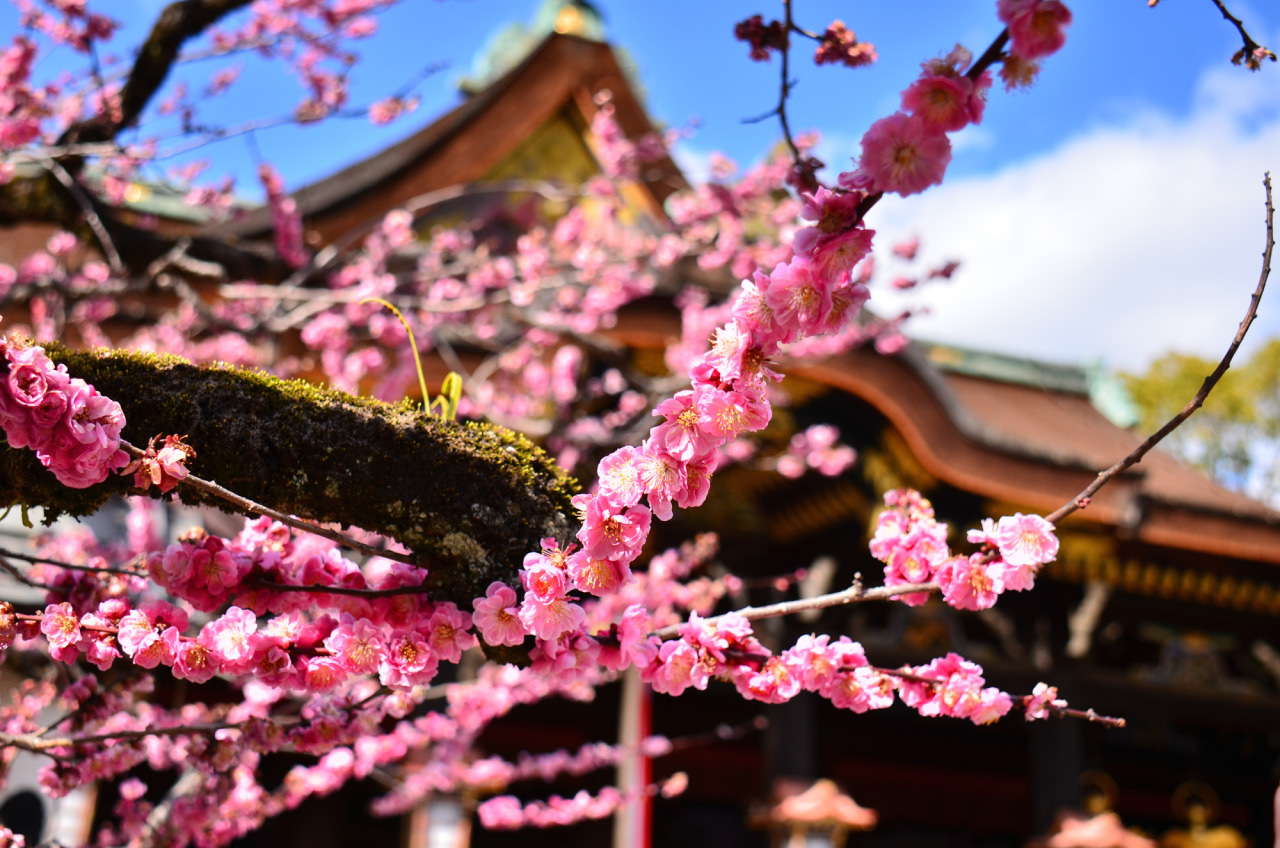 北野天満宮の梅 京都フリー写真素材 Photographix