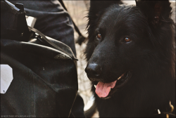 handsomedogs:  black shepherd (submitted