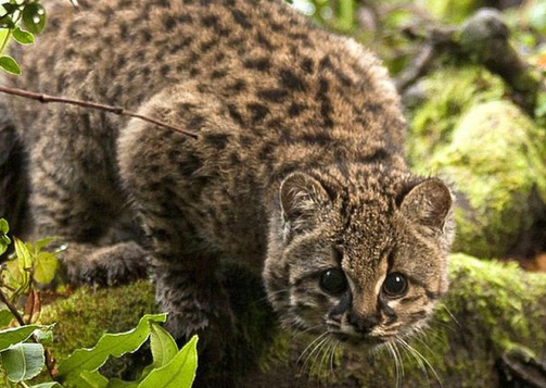 daughter-of-the-red-land:  chinon: bunjywunjy:  crystallinecrow:  slusheeduck:  im-fairly-whitty:  fizzy-dog:  i love cats you have long cat (serval) ear cat (sand cat) small evil cat (black footed cat) spherical cat (pallas cat) cat who probably watches