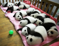earthlynation:  Baby Pandas. Photography