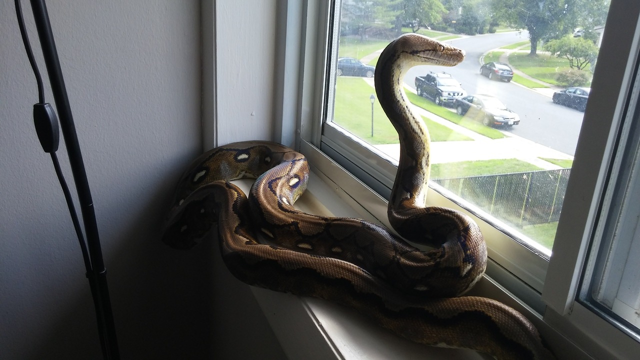 silencethebadwolf: Lady Pancake is surveying her lands