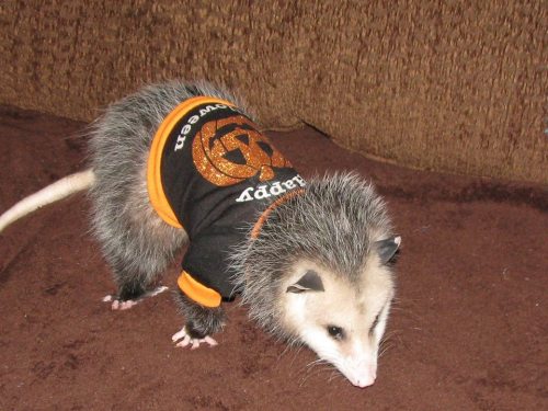 baylaurels:opossummypossum:Athena is in the Halloween spirit.@warboy-dingus