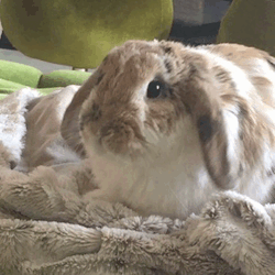 ivy-the-bunny:  cute little bunny tongue!