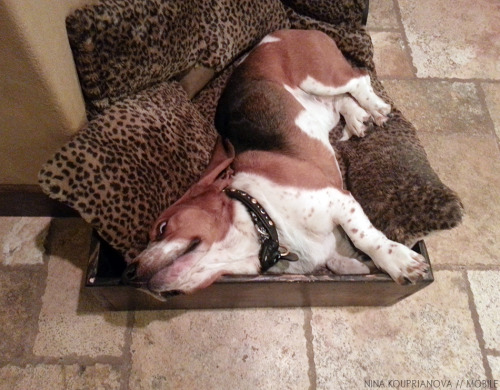 ingloriousbassets:  I’m not saying it was sleeping bassets, but it was sleeping bassets. 