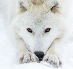 beautiful-wildlife:  Canus Lupus Arcticus by © Jean-Francois Beaudry  LONEWOLF