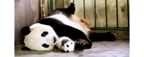 Giant Panda Photos