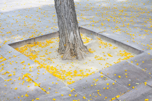 mpdrolet:  Adam Geary 