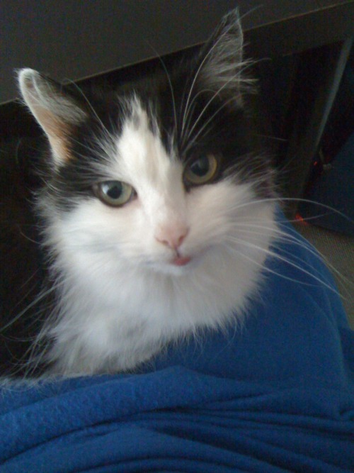 loobyloucreations:  Meet Bella. Sadly Bella passed away last year in February. Read More  What a lov