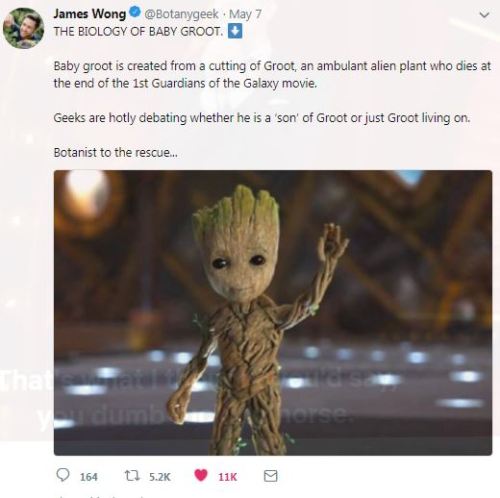 sherlohomora:Biology of Baby Groot, as tweeted by an Actual Botanist