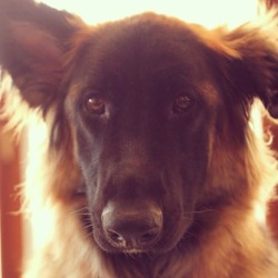 handsomedogs:  My Heart. http://www.tumblr.com/blog/itsodin #longcoatedgermanshepherd