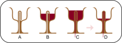 10knotes:  A Pythagorean cup looks like a normal drinking cup, except that the bowl has a central column in it. It was supposedly invented by Pythagoras of Samos (yes, that one). It allows the user to fill the cup with wine up to a certain level. If