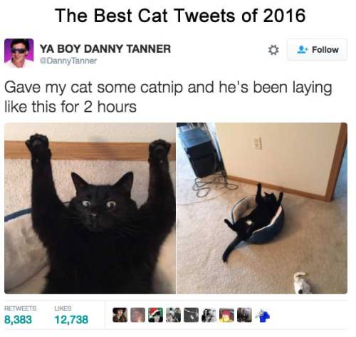 catsbeaversandducks:Best Cat Tweets Of 2016Via Bored Panda@sicanfly
