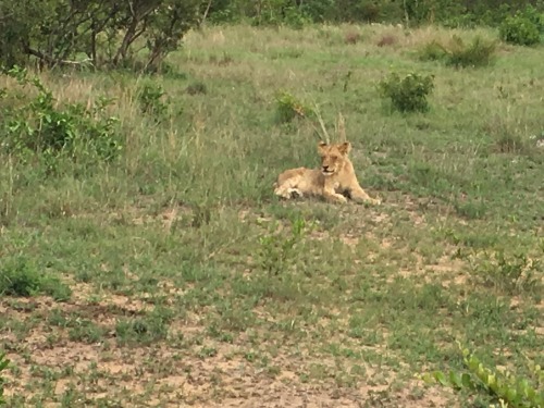todancewithkings: Young lions! Two males and one female!