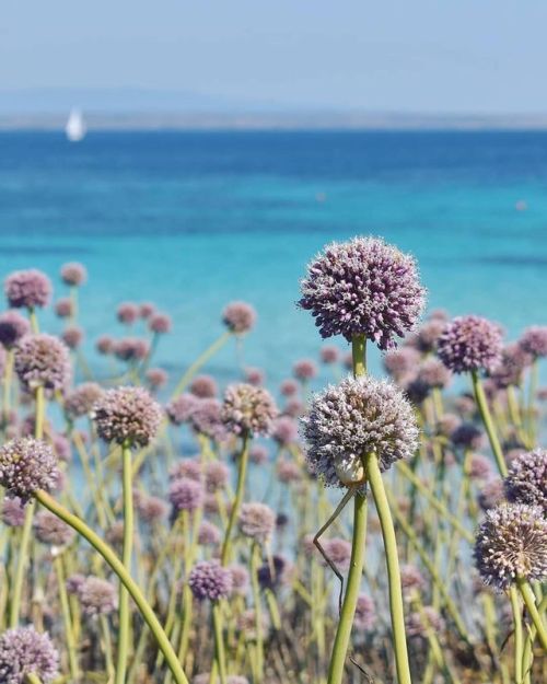 I colori dell’isola di Mal di Ventre (Malu Entu) a Cabras in una foto di Eleonora Porta @ele_p92 M