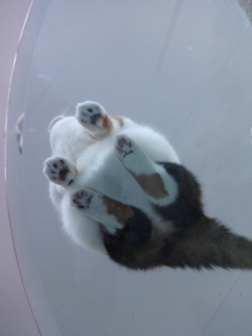 dixieandherbabies: Dixie and her babies. Merry Christmas!!!!  Here are some beans!!!  You’re welcome, 