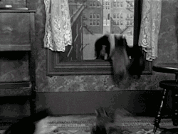 Lemming cats