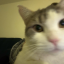 cshzoe