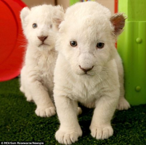 phototoartguy:  They won’t be so cute when they’ve grown up! Adorable white lion cubs cause a stir with their playful antics  The pair were born last month at Zoodoo Wildlife Park in Tasmania Zoo officials are letting the public decide on the brothers’