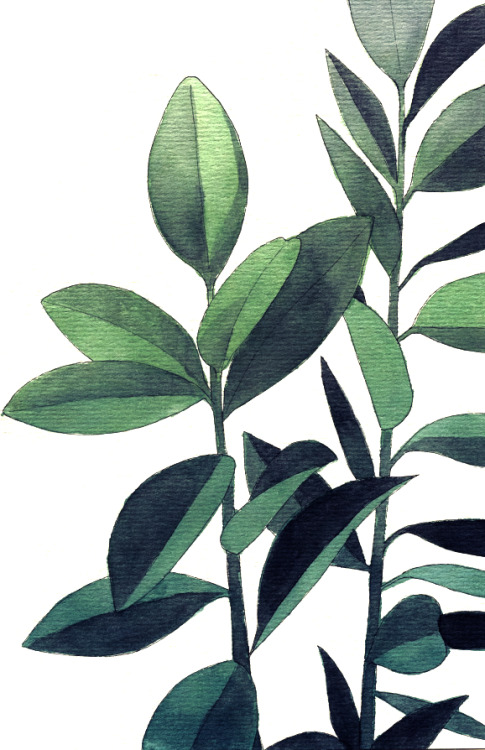 Rubber Plant • Ink & WatercolorsLydia Francis • tumblr | etsy
