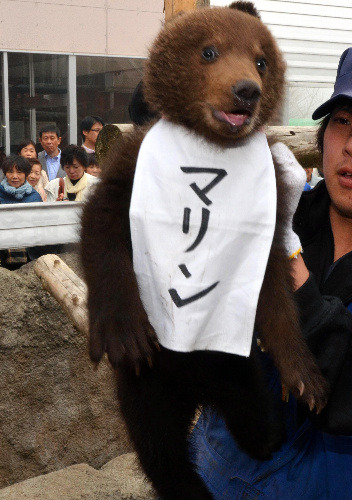darylfranz:  暇人＼(＾o＾)／速報 - 【画像あり】保護された雌の子グマ、「マリン」が可愛すぎるｗｗｗｗｗ