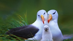 jamiejedi:  wittyandcharming:  sheepy-doodle:  ursulavernon:  bogleech:  ceruleancynic:  mmejack:  wittyandcharming:  THESE PARENT BIRDS ARE SO BEAUTIFUL LIKE BIRDY DRAG QUEENS WITH FLAWLESS EYELINER AND THE BABY LOOKS LIKE AN UNFINISHED MUPPET AND I’M