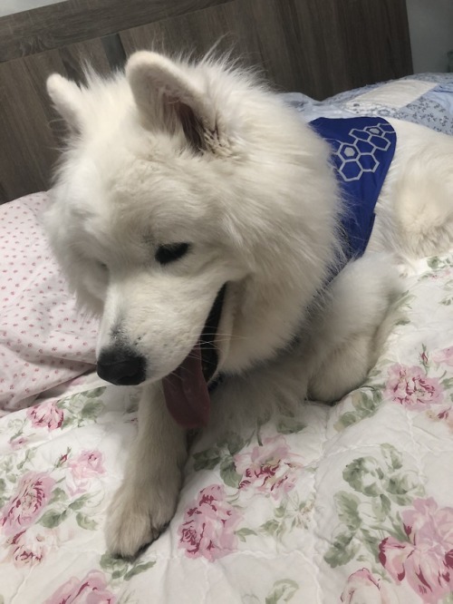 neothesamoyed:Pretty doggy