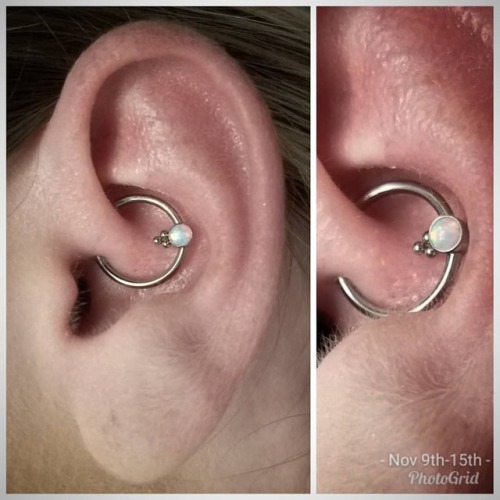 Another new piece from our Bijoux line!!! Fresh #daith with a beaded #opal captive #APP #APPMember #