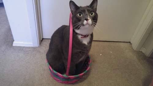 heroes-never-aaaugh: megaswagzombie:   megaswagzombie:   megaswagzombie:   megaswagzombie:  I brought you a gift   The gift is coming…..    Are you ready…………    Here it is   this is a fantastic gift, thank you 