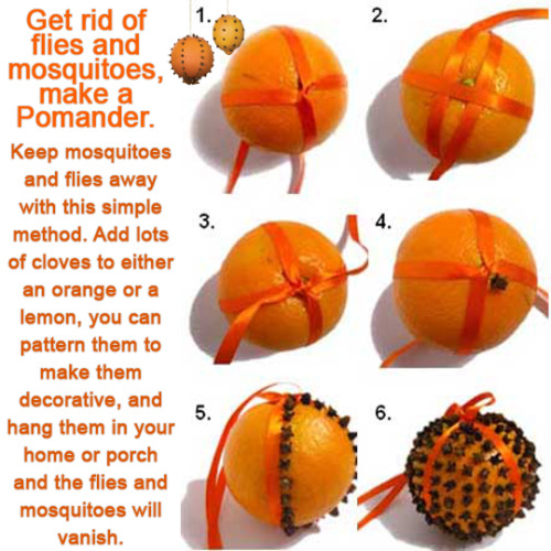 wiccateachings:Make a clove Pomander, hang to help with respiratory issues, as an air freshener and 