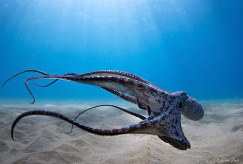 apolonisaphrodisia:Beautiful pics of Octopus Ocean Preservation