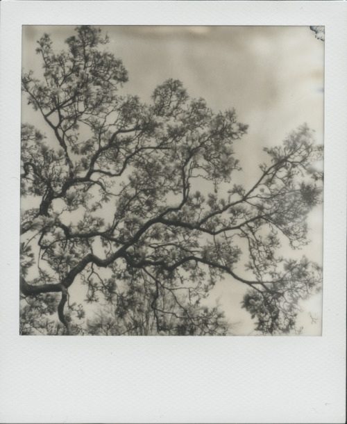 polaroidsandthoughts: the tree