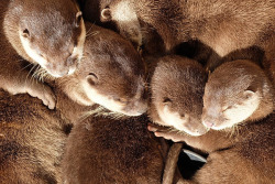 dailyotter: The Coziest Otter Cuddle Puddle