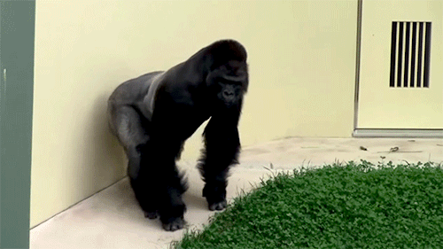 Shabani Is Awesome. 