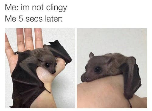 October 24th-30th Is National Bat Week!