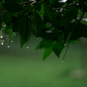 aaesthetic-angel:rain + nature