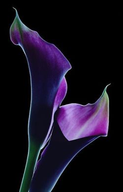 sugarissweet-love:  twiztidmagic17:speak-softly-my-love:Calla Lillie’s  ✿⊱╮very pretty  I have two of these tattooed on my arm  Must be very pretty   ✿⊱╮    