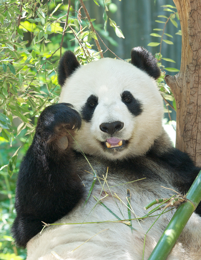 giantpandaphotos:  Bai Yun at the San Diego Zoo in California, US, on August 5, 2013.