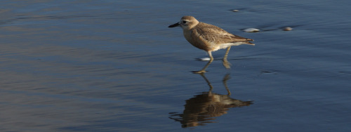 A New Zealand dotterel Charadrius obscurus running up Bethells Beach to avoid a foamy tidal surge.