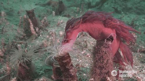 jumpingjacktrash:abookofcreatures:starlight-lilith:currentsinbiology:montereybayaquarium:Watch this 