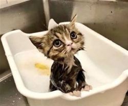 cuddlemycat:  My Tiny Kitten Bath