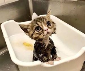 cuddlemycat:  My Tiny Kitten Bath