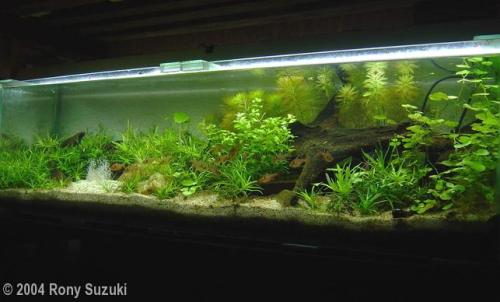 Sucuri River (Brazil)Tank Size 110 x 30 x 30 cmPlants Heteranthera zosterifoliaBacopa australisHydro