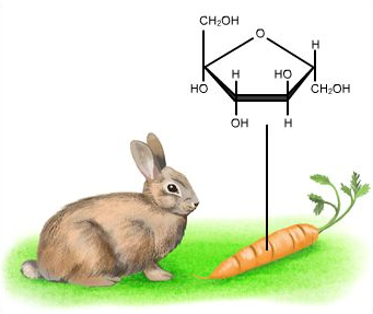 pikminlesbian: Rabbit on the left: *is a rabbit* mystical creature on the right: