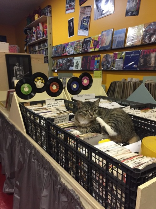 unflatteringcatselfies:this is record store kitty she does whatever she wants bc it’s her store