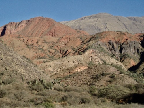 Paisaje: cara oriental de los Andes con cardones, Salta, 2007.