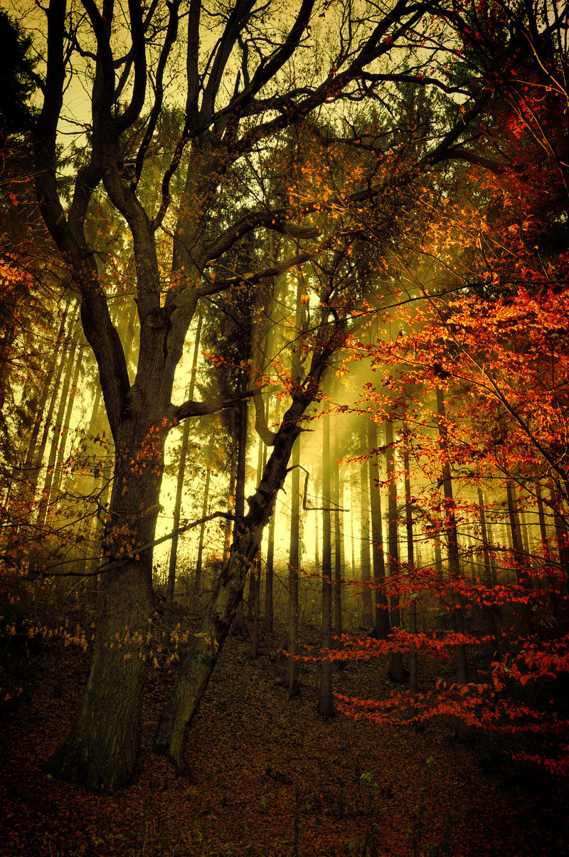 0ce4n-g0d:   Trees and sun by tomsumartin    