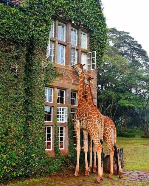 honeybruh: thatsbelievable: So much for not being afraid of giraffes.