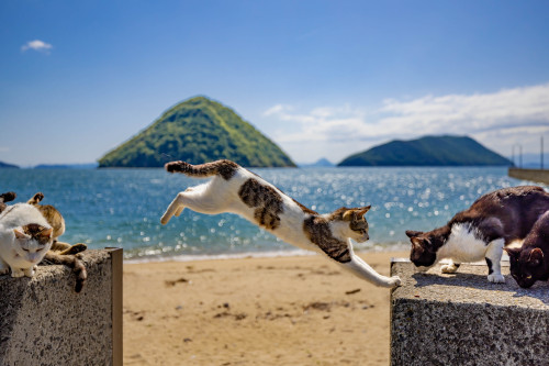 飛び猫　-Flying Cats-